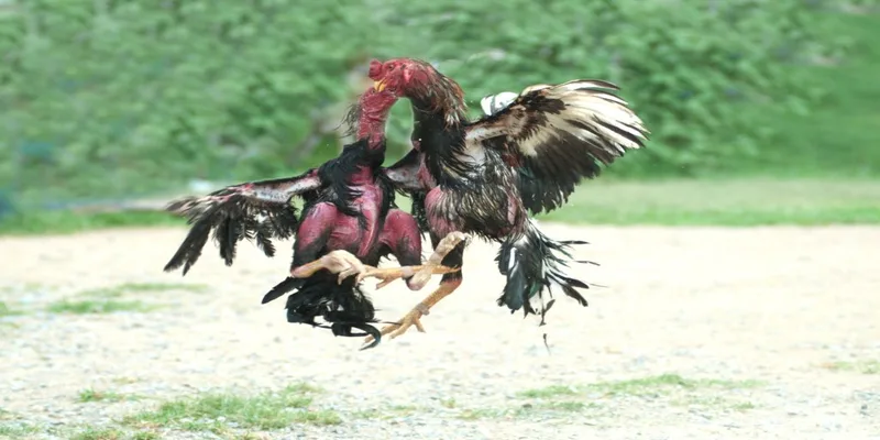 Đá gà philippines cung cấp đấu trường kịch tính